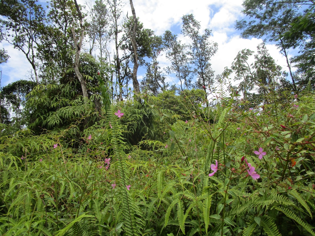 Lehua Rd, Pahoa, HI 96778