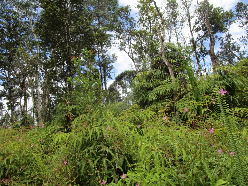 Lehua Rd, Pahoa, HI 96778