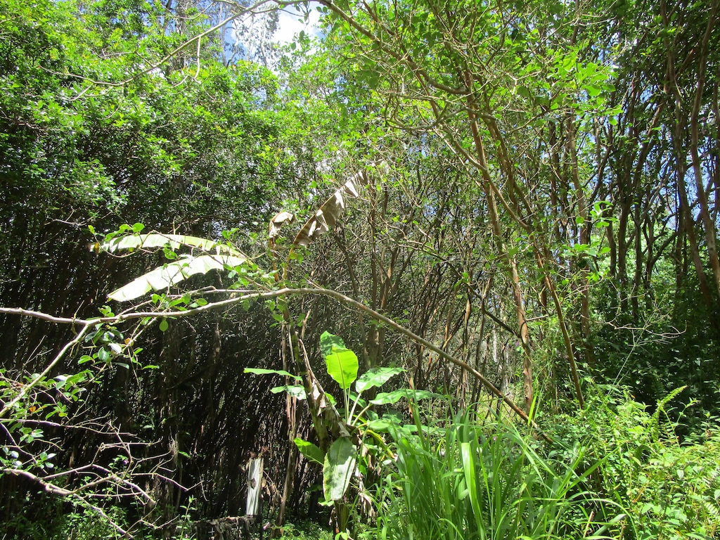 Lanai St, Pahoa, HI 96778 - photo 1