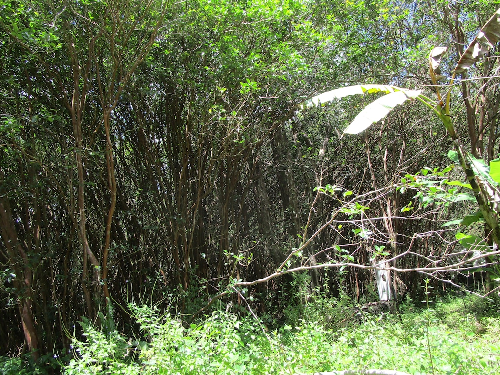 Lanai St, Pahoa, HI 96778 - photo 2