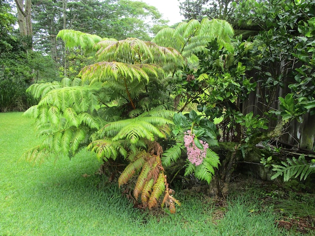 17-228 Volcano Rd, Kurtistown, HI 96749 - photo 20