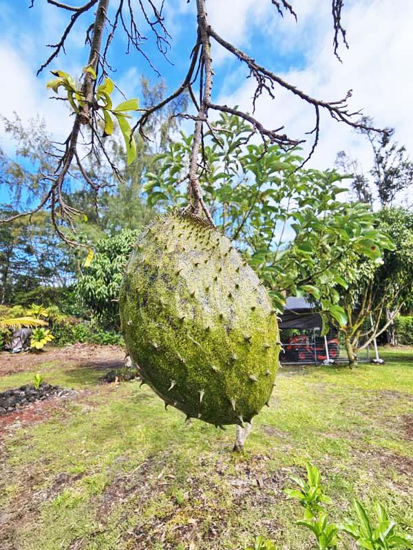 15-1735 9th Ave, Keaau, HI 96749 - photo 24