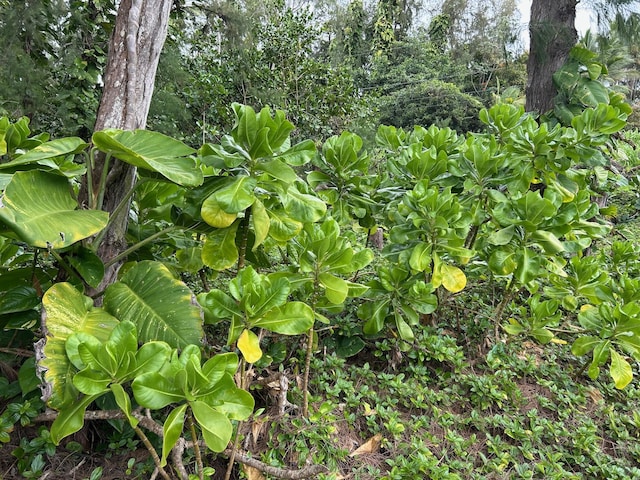 15-1027 Ala Heiau Rd, Keaau, HI 96749