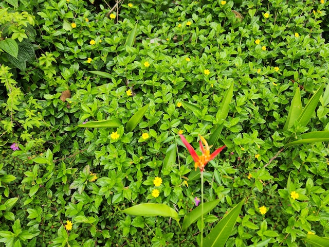Kawakawa St, Pahoa, HI 96778