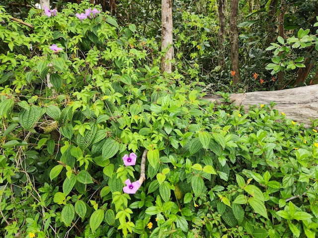 Kawakawa St, Pahoa, HI 96778
