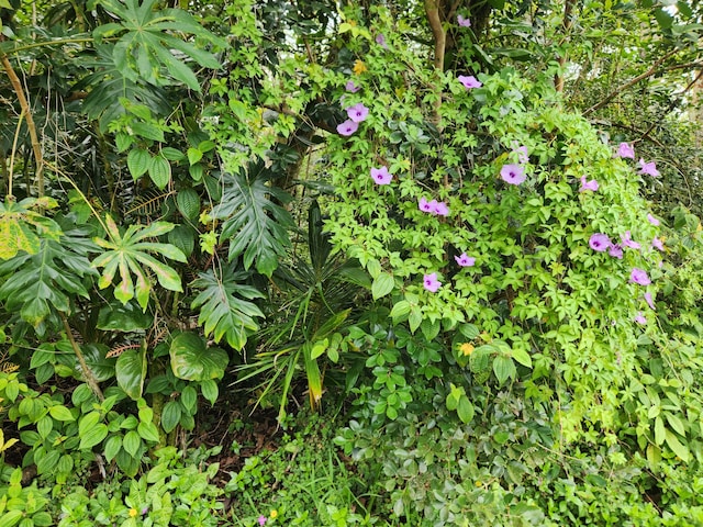 Kawakawa St, Pahoa, HI 96778