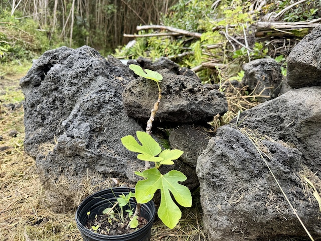 Kahukai St, Pahoa, HI 96778