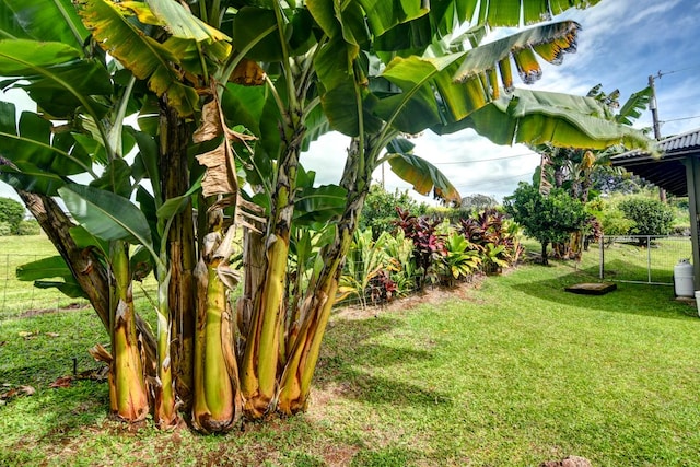 39 Kula Pl Unit 1, Hilo, HI 96720 - view of yard