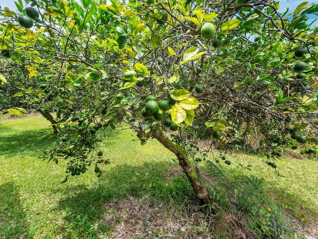 196 Iwalani St, Hilo, HI 96720 - view of grassy yard