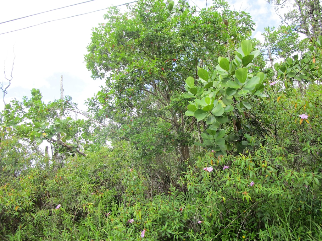 31st Ave, Keaau, HI 96749