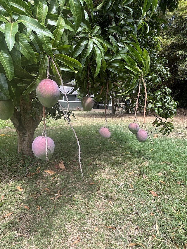 45-467 Ilima St, Honokaa, HI 96727 - photo 26