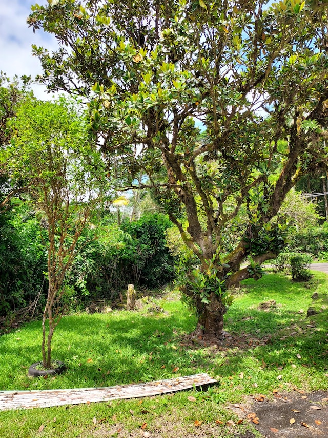 17-4136 Kukui Camp Rd, Mountain View, HI 96771 - view of green lawn