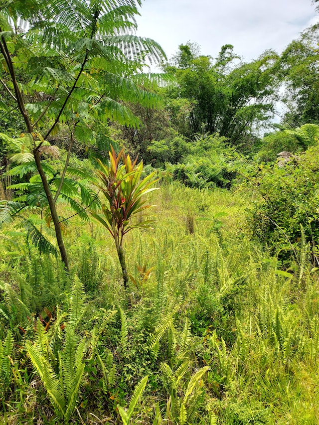17-4136 Kukui Camp Rd, Mountain View, HI 96771 - view of undeveloped land