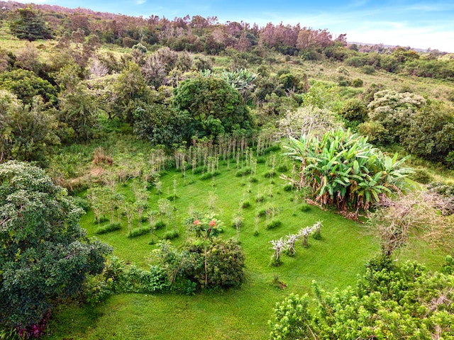 79-1145 Kao Rd, Holualoa, HI 96725 - view of yard