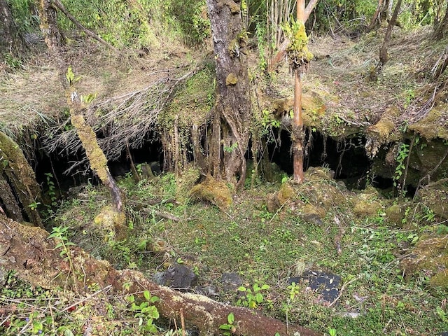 11-2920 S Apele Rd, Mountain View, HI 96771 - view of local wilderness