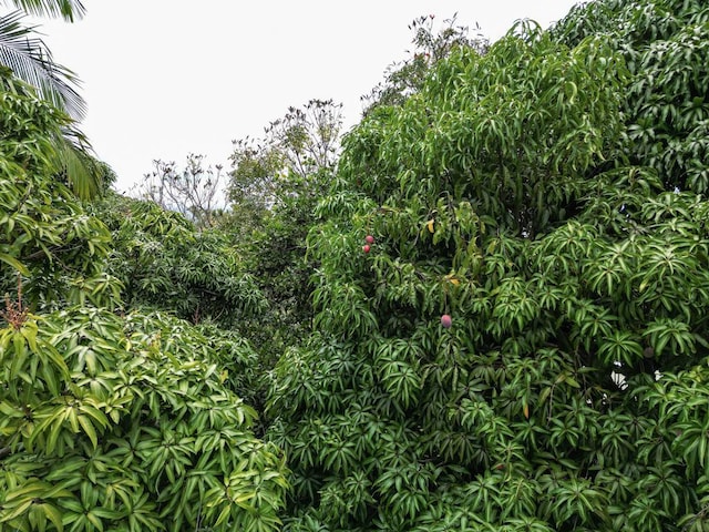95 Todd Ave, Hilo, HI 96720 - photo 28