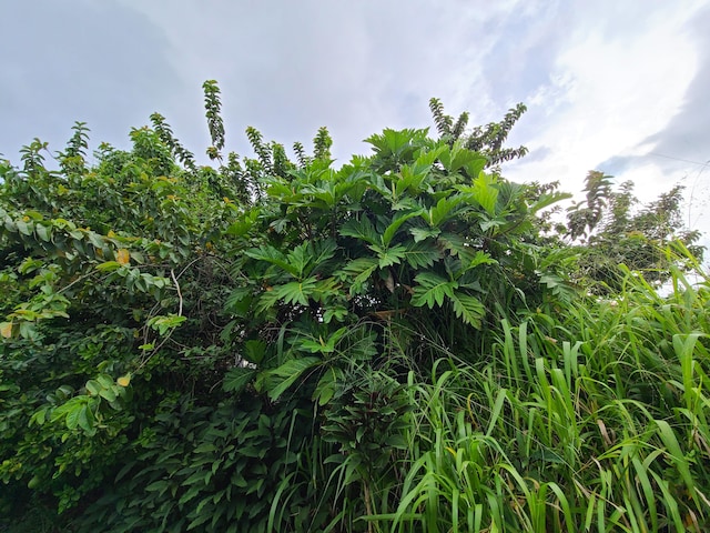 130 Popolo St, Hilo, HI 96720 - view of undeveloped land
