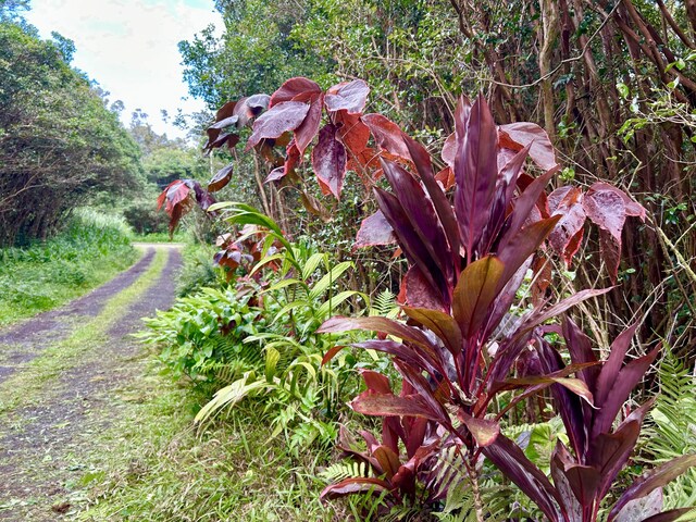 Molokai St, Pahoa, HI 96778 - photo 4