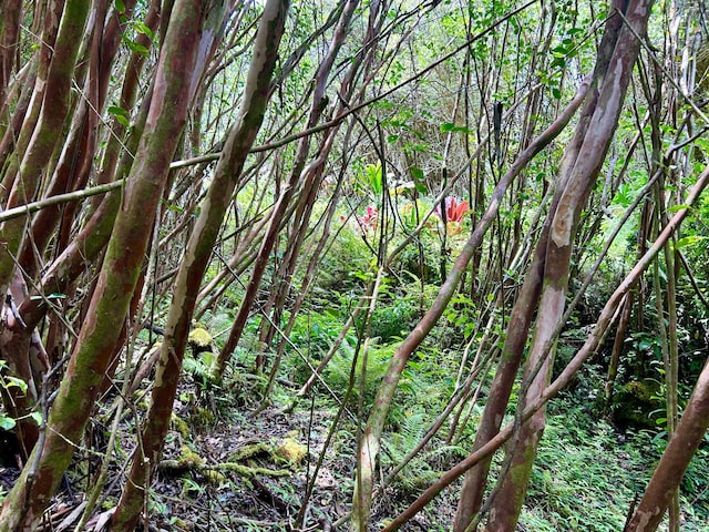 Molokai St, Pahoa, HI 96778 - photo 2