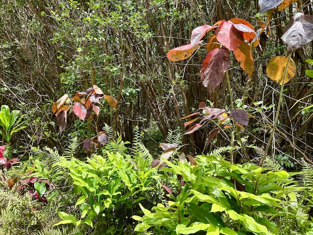 Molokai St, Pahoa, HI 96778 - photo 7