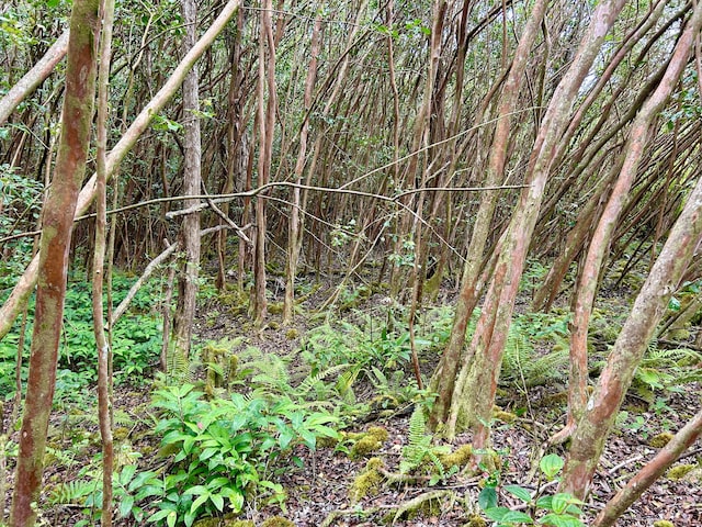 Molokai St, Pahoa, HI 96778 - photo 13