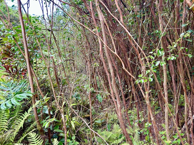 Molokai St, Pahoa, HI 96778 - photo 14