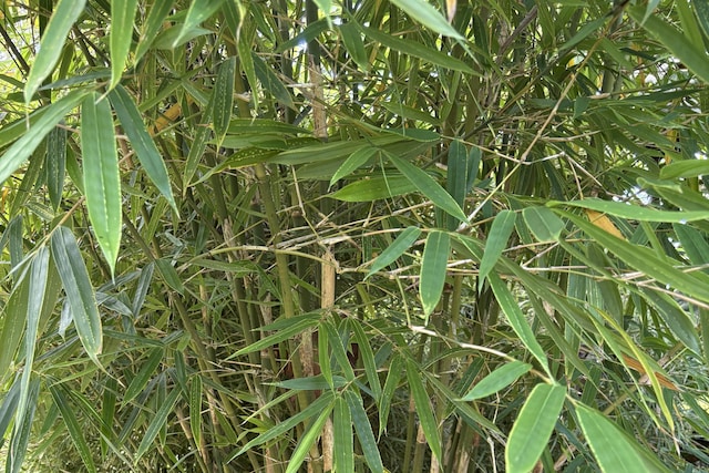 Kahakai Blvd, Pahoa, HI 96778