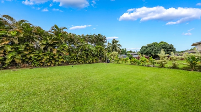 328 Molo St, Kapaa, HI 96746 - view of grassy yard
