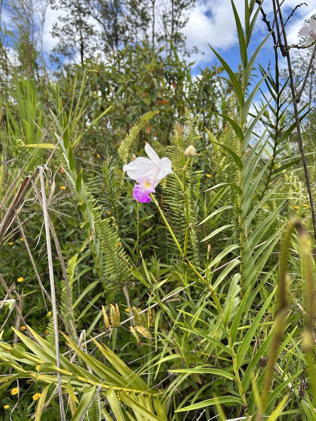 Silversword Dr, Pahoa, HI 96778