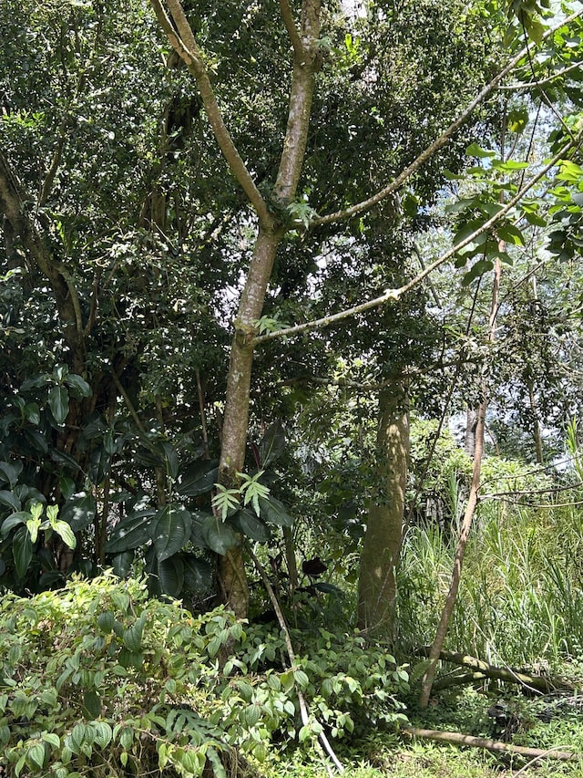 Mako Way, Pahoa, HI 96778 - photo 11