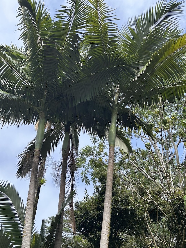 Mako Way, Pahoa, HI 96778 - photo 13