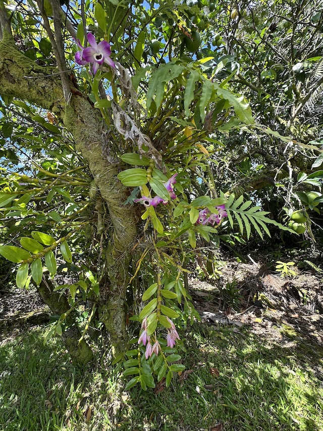 1088 Apono Pl, Hilo, HI 96720 - photo 22