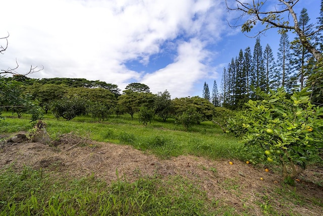 Hakalau, HI 96710 - photo 10