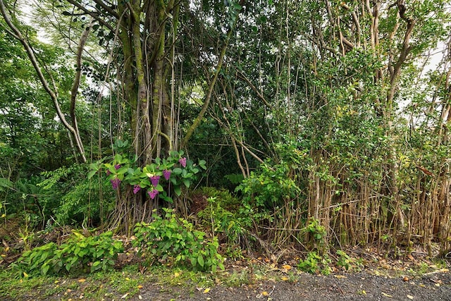 N Lauko Rd, Mountain View, HI 96771 - photo 10