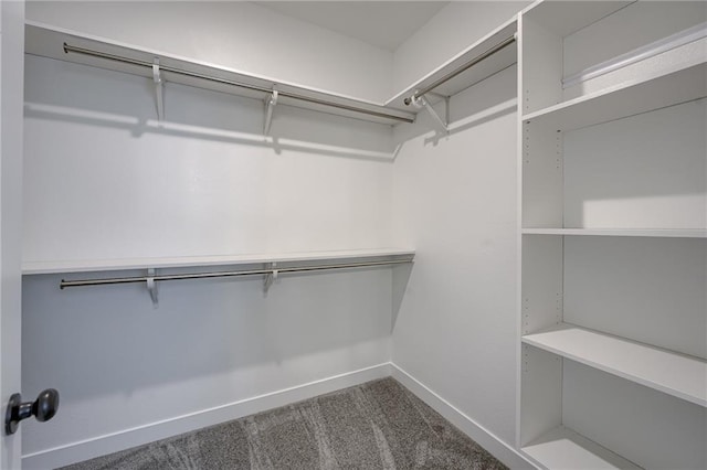 walk in closet with carpet flooring