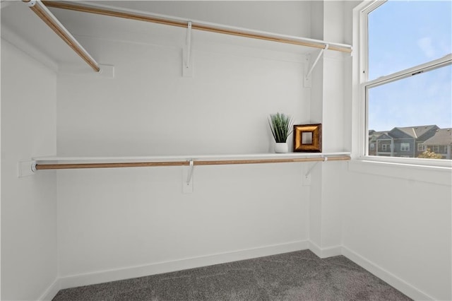 spacious closet featuring carpet flooring