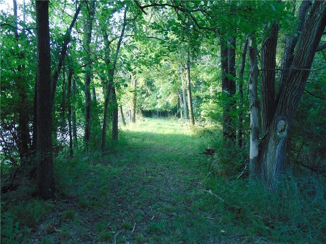 view of local wilderness