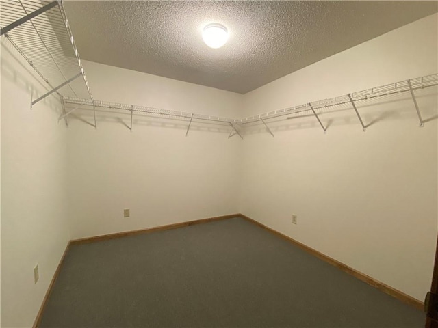 walk in closet featuring carpet flooring