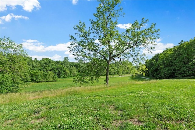 view of local wilderness