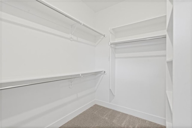 walk in closet featuring carpet flooring