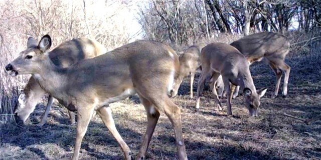 00000 Hatchell Rd, Tonganoxie, KS 66086 - photo 26