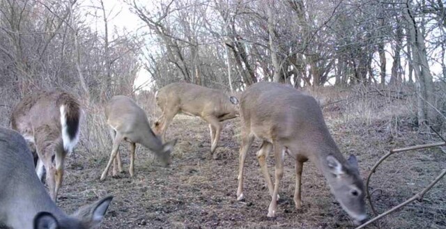 00000 Hatchell Rd, Tonganoxie, KS 66086 - photo 27