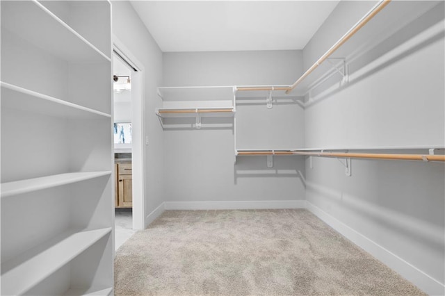 walk in closet featuring carpet flooring