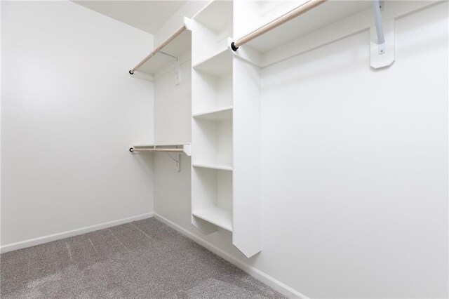 spacious closet featuring carpet