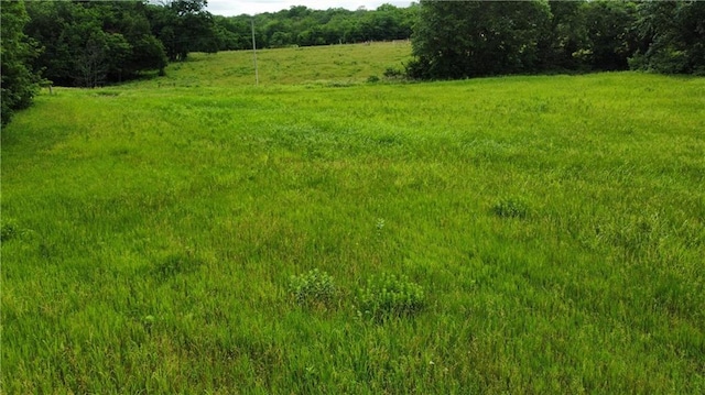 view of local wilderness