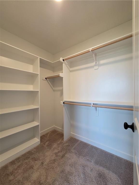 walk in closet featuring carpet flooring