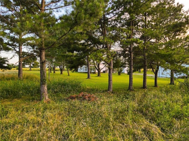 view of local wilderness