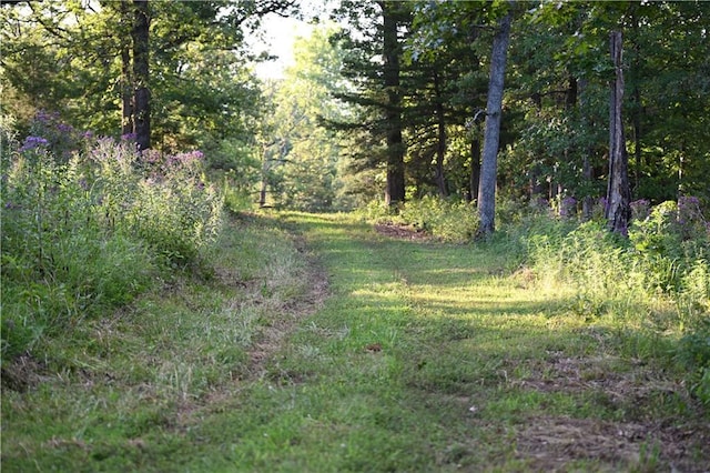 view of local wilderness