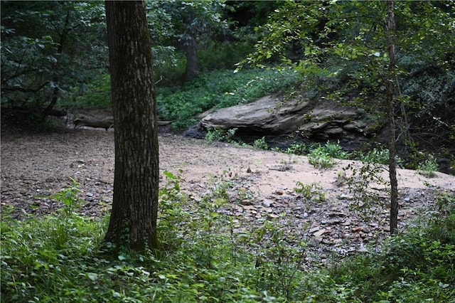 view of local wilderness