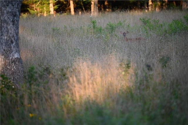 view of local wilderness